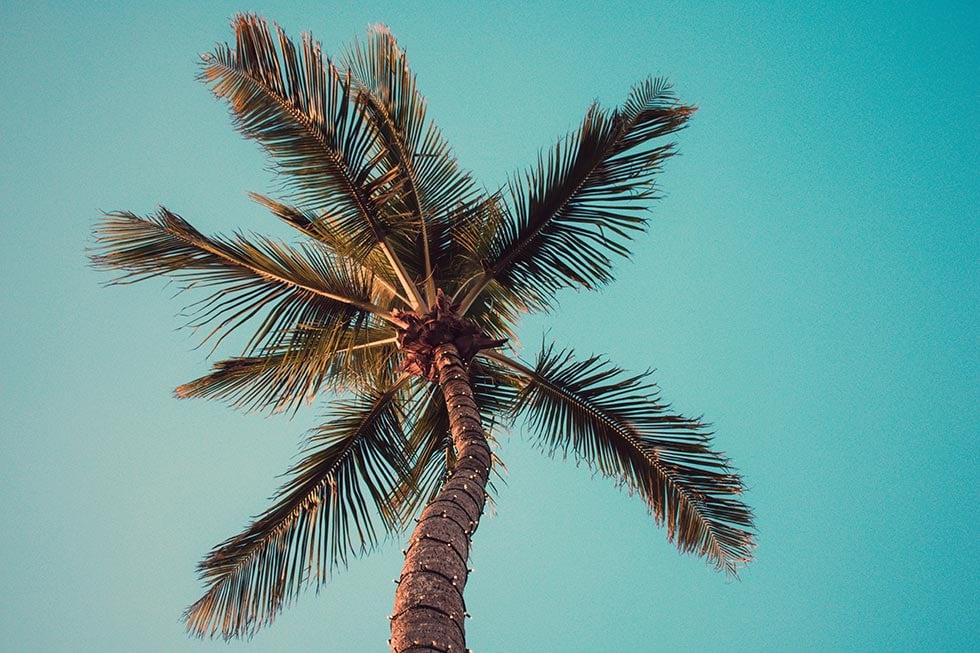 palmtree