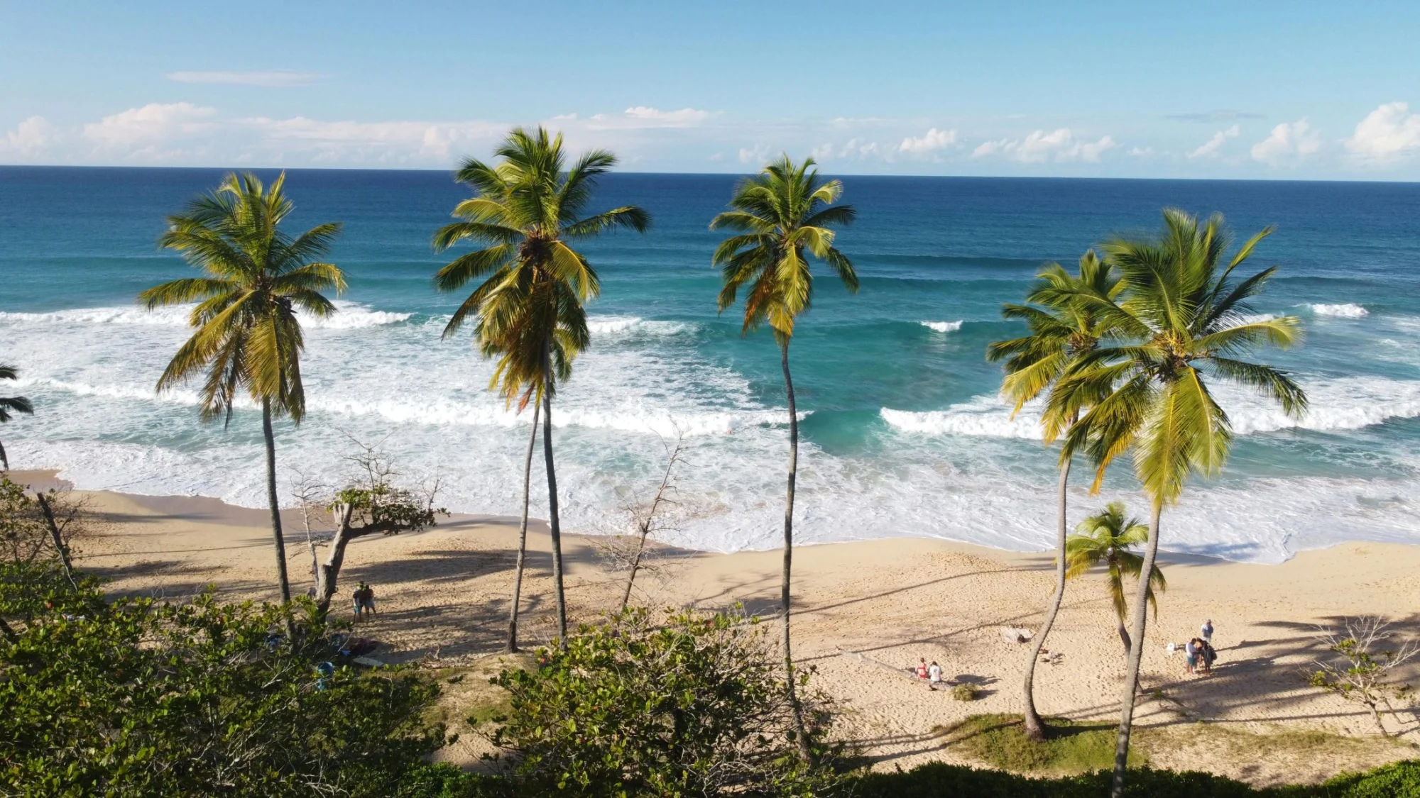 The palms